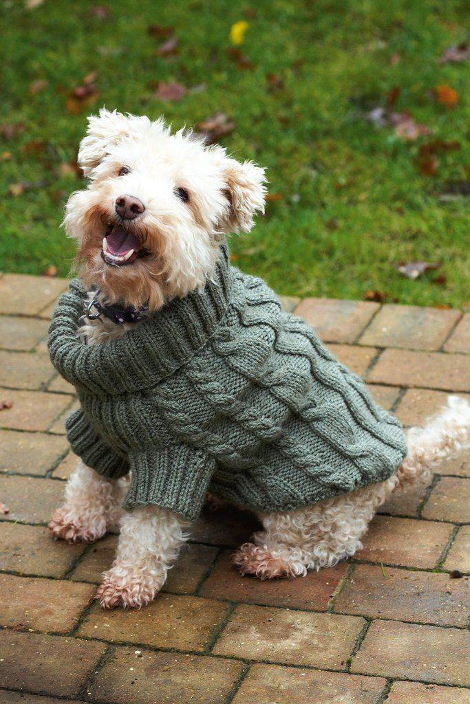 Вязание для собак: наряжаем, согреваем, утепляем