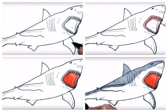 Как легко нарисовать кита: поэтапные инструкции и рекомендации для начинающих. как нарисовать кита поэтапно
