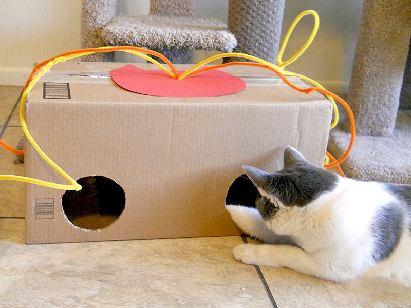 Делаем игрушки для кошек своими руками: из бумаги, коробок, носков, труб и других материалов