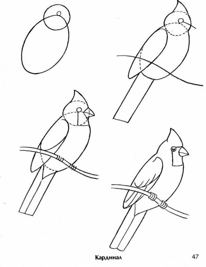 Как рисовать птиц | рисунок птицы карандашом