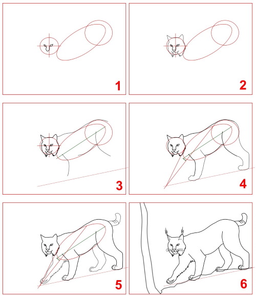 Как нарисовать рысь карандашом для детей. как нарисовать голову дикой кошки? как нарисовать рысь: детализация изображения