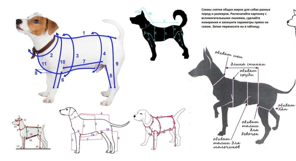 Шлейка для собаки своими руками: как сшить самодельную шлею или упряжку для своего маленького питомца