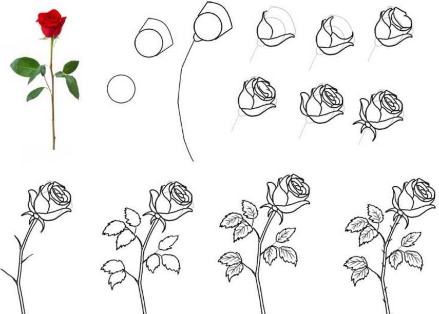 Как нарисовать розу (фото и видео)
