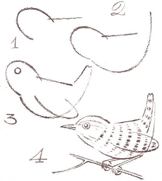 Как нарисовать попугая карандашом и красками (87 фото) – поэтапная инструкция для начинающих и детей