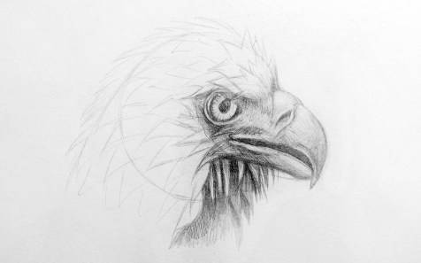 Как нарисовать орла поэтапно карандашом - три мастер-класса разной сложности. как нарисовать голову орла карандашом поэтапно