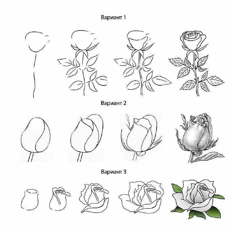 Как нарисовать розу карандашом поэтапно для начинающих легко, красиво для детей. фото