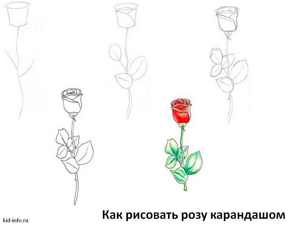 Как нарисовать розу  поэтапно 12 уроков