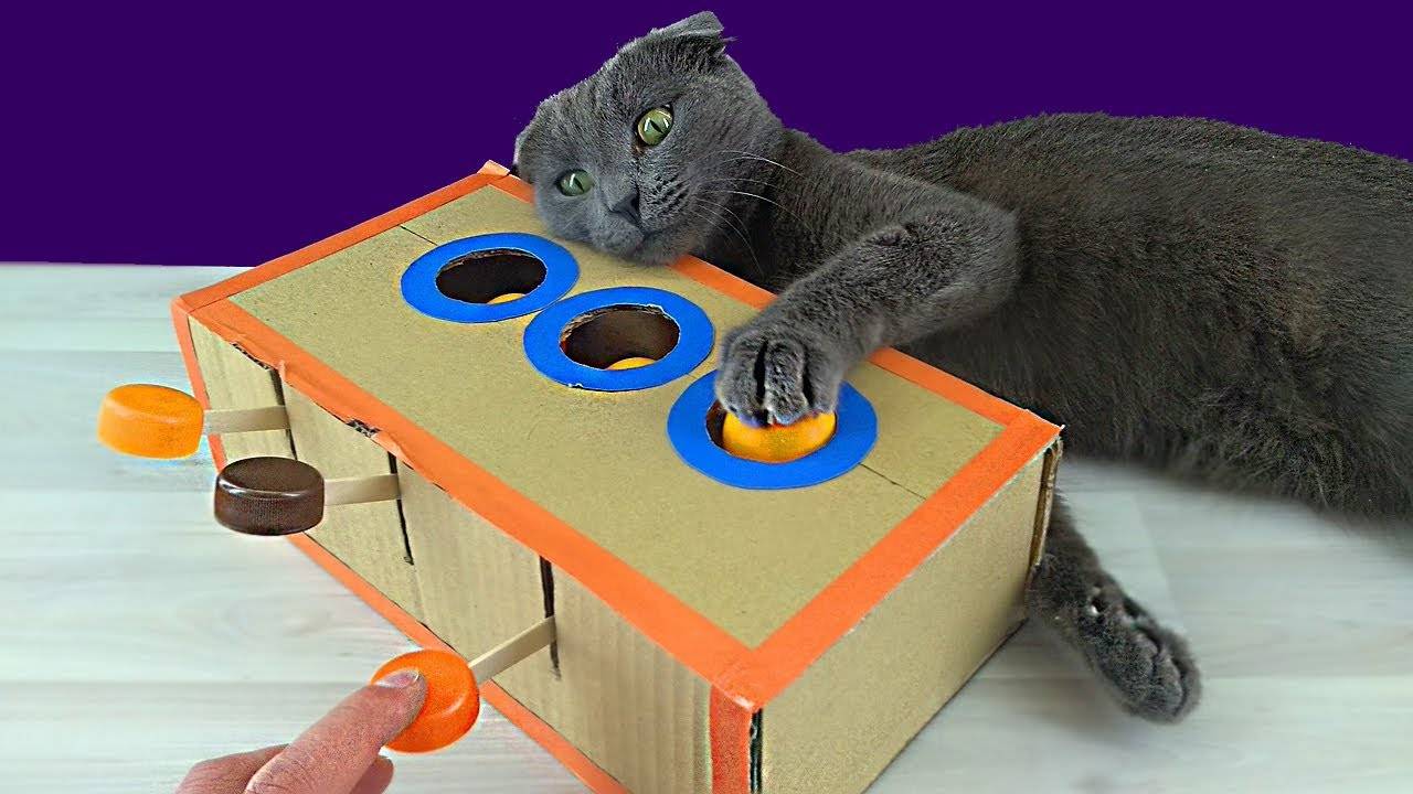 Игрушки для кошек своими руками: как сделать самому забаву для своего четвероного друга, примеры и видео уроки