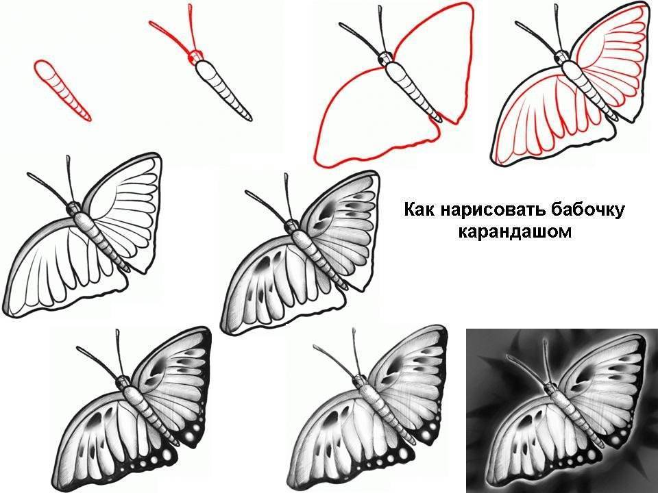 Как нарисовать карандашом бабочку, как нарисовать бабочку на цветке и как красиво нарисовать бабочку поэтапно