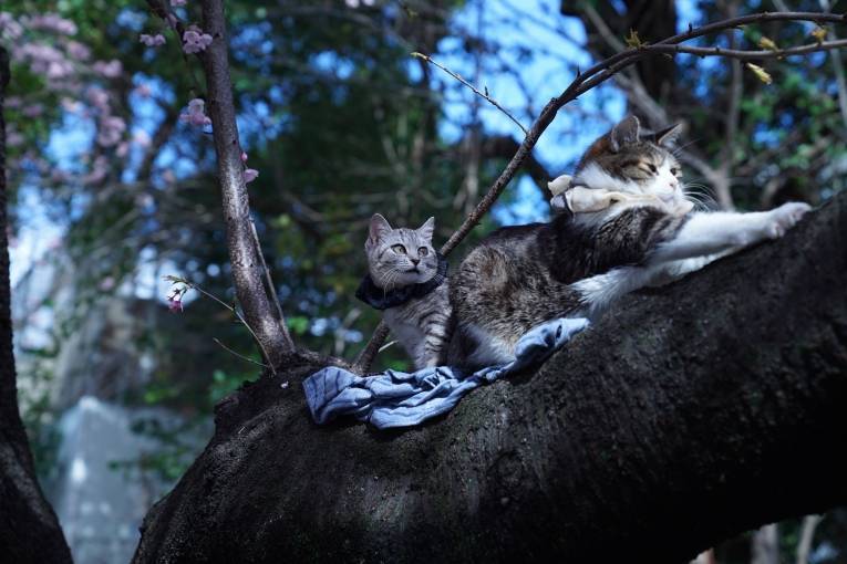 Схема вышивки крестом Влюблённые кот и кошка на ветке дерева