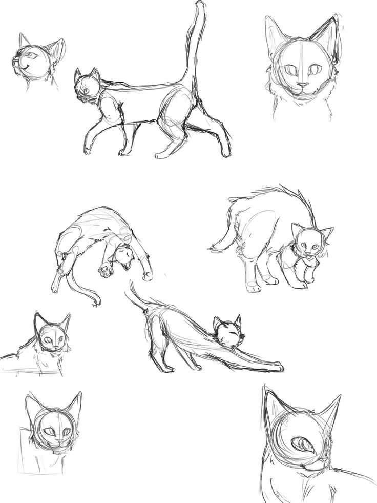 Как нарисовать котенка с милыми глазками поэтапно карандашом для детей и начинающих? как нарисовать котенка аниме, вислоухого, сиамского, спящего?