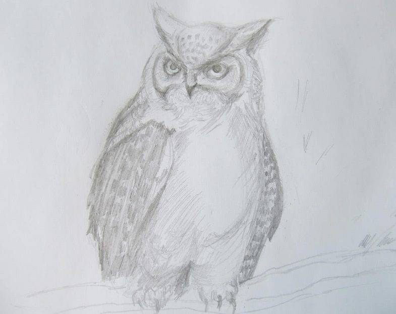 Как нарисовать сову карандашом поэтапно — 3 рисунка для начинающих