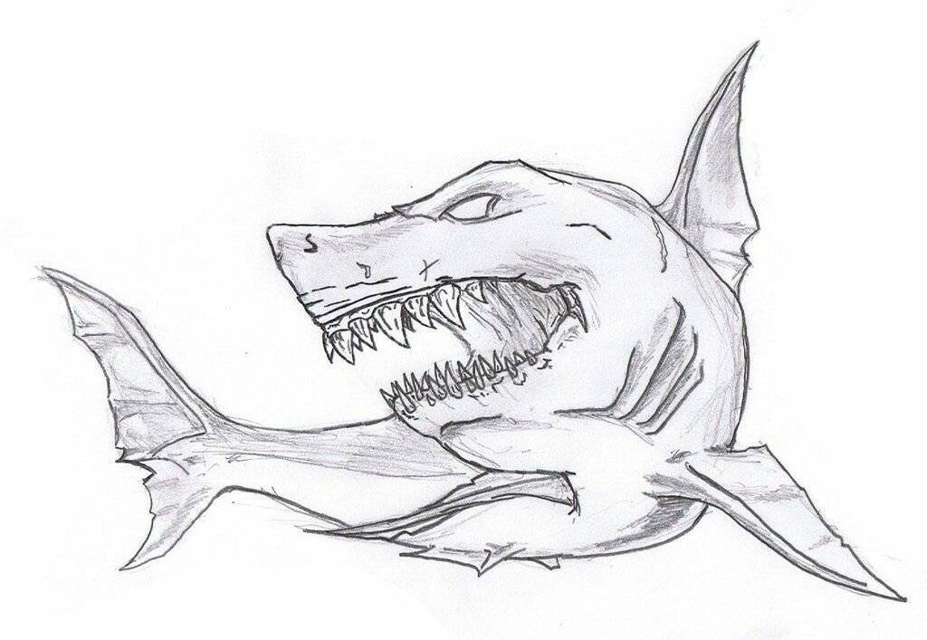 Как нарисовать акулу карандашом - 5 поэтапных мастер-класса с фото идеями и примерами