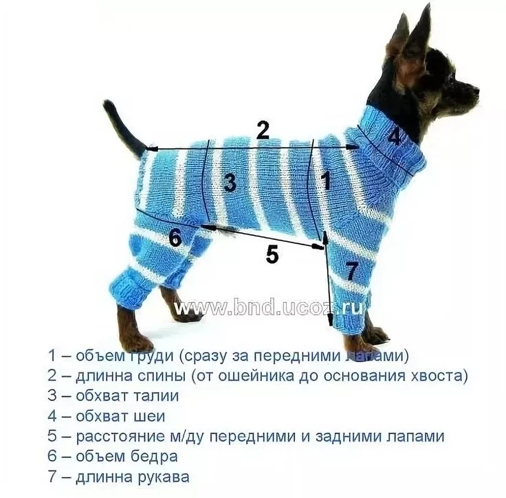 Вязаная одежда для собак своими руками: схемы, выкройки и правила для начинающих мастеров