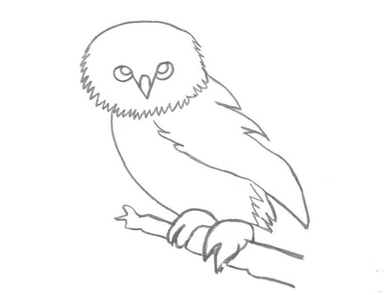 Как красиво нарисовать сову карандашом — 3 пошаговых урока для начинающих