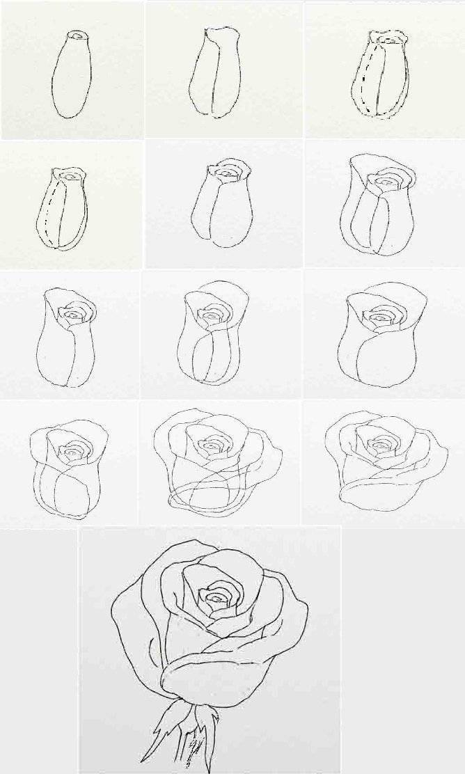 Как нарисовать розу карандашом поэтапно для начинающих