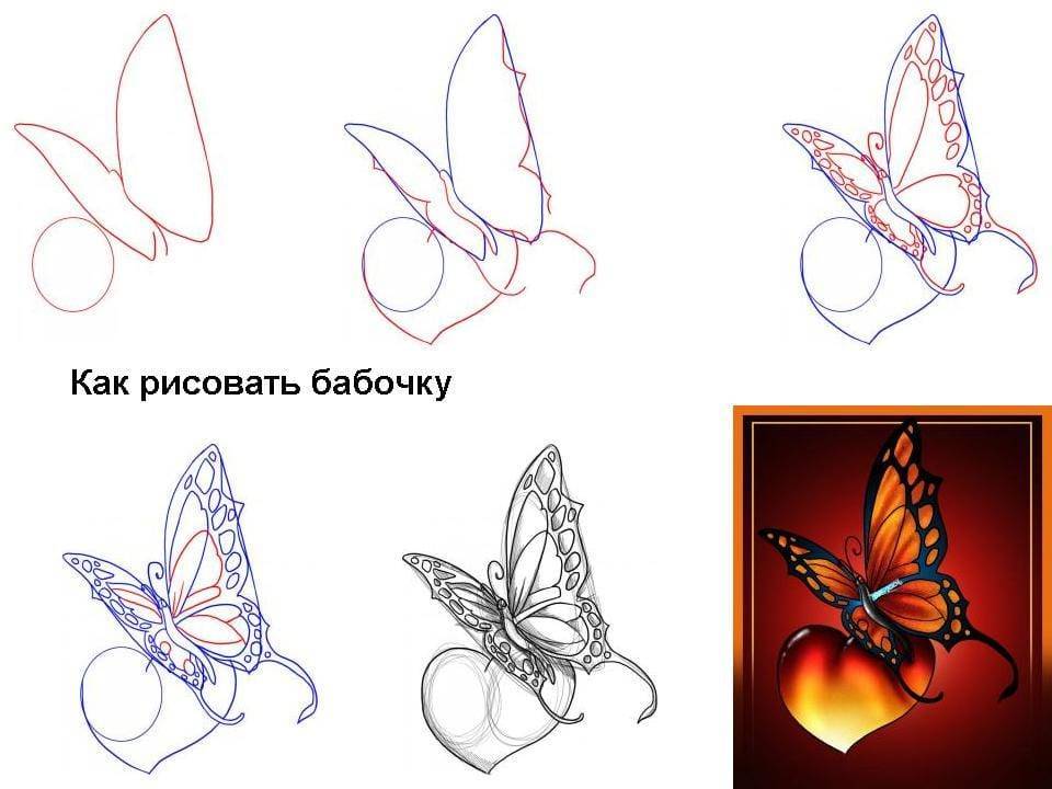 Как нарисовать бабочку карандашом поэтапно :: syl.ru