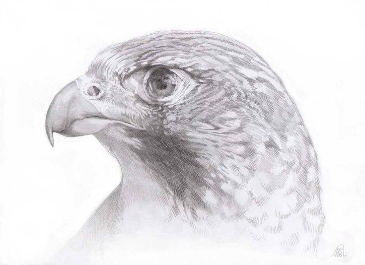 Как нарисовать ворону: легкая поэтапная инструкция с описанием и иллюстрациями