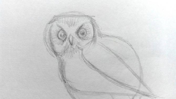 Как нарисовать сову карандашом — поэтапные мастер-классы, фото примеры и идеи