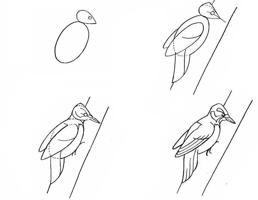 Как нарисовать птицу поэтапно карандашом - легкие мастер-классы для начинающих. как нарисовать птицу поэтапно