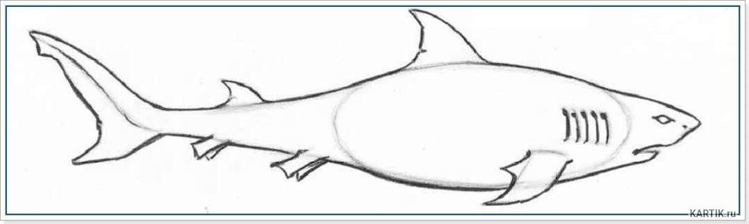 Как легко и красиво нарисовать акулу поэтапно карандашом для начинающих