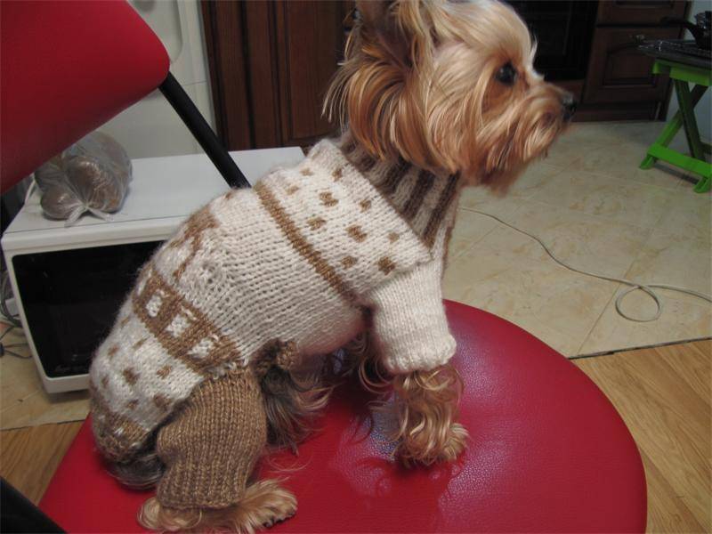 Одежда для собак своими руками: обучающие видео уроки с пошаговыми схемами вязания - все курсы онлайн