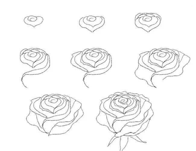 Как красиво нарисовать розу и бутон розы поэтапно карандашом для начинающих: схема. как нарисовать букет роз, вазу с розами, сердце с розой карандашом и красками? красивые рисунки цветка розы карандашом для срисовки