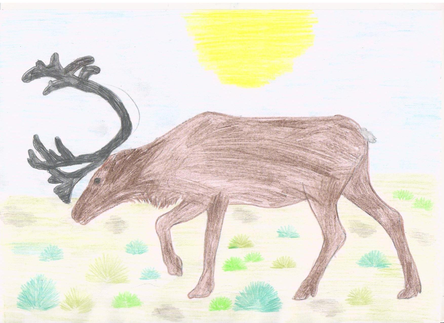 Поэтапное рисование оленя для детей (множество фото) - drawpics.ru