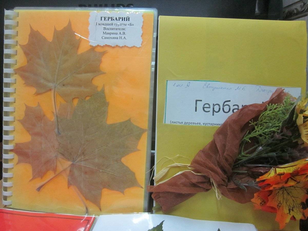 ᐉ как правильно делать гербарий из листьев - godacha.ru