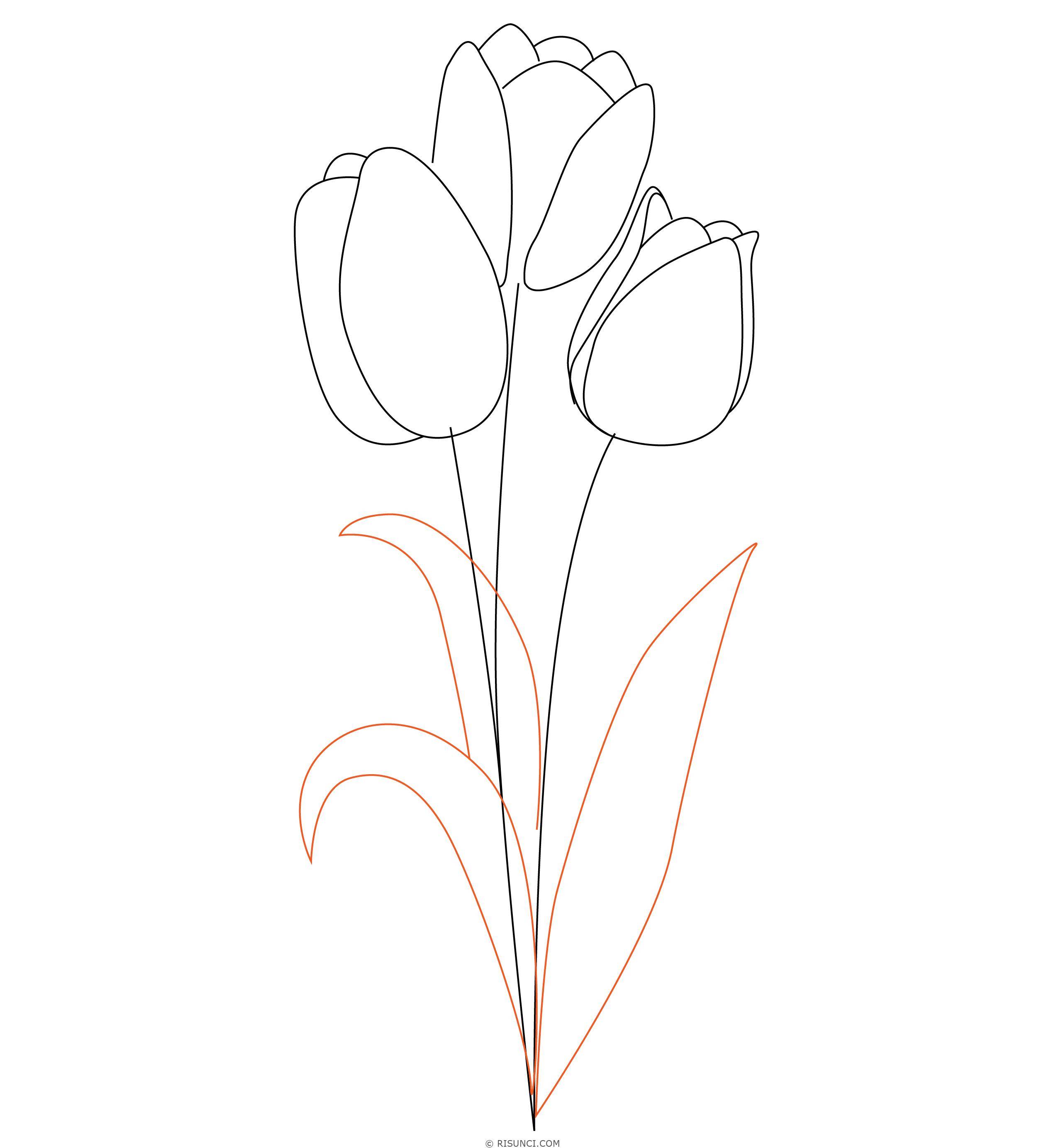 Как нарисовать тюльпаны поэтапно карандашом для начинающих