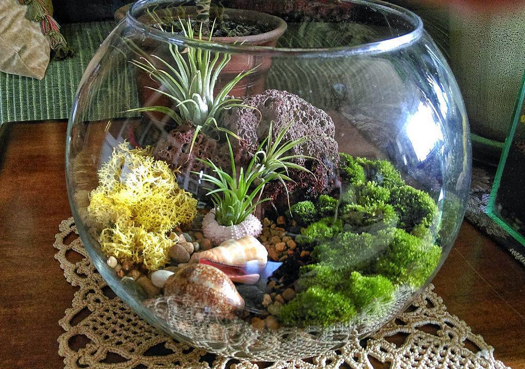 Флорариум с суккулентами (33 фото): как посадить цветы в аквариум из стекла? как сделать садик из суккулентов в стеклянной вазе своими руками