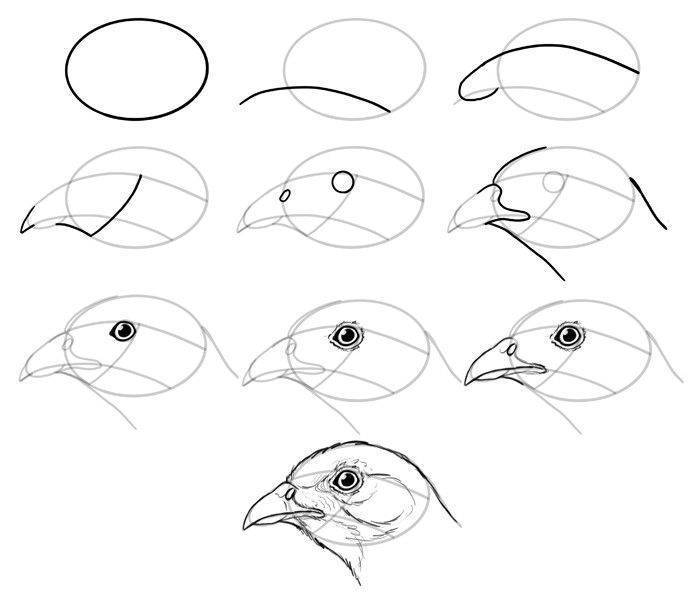 Как легко нарисовать ворону — пошаговая инструкция по рисованию карандашом