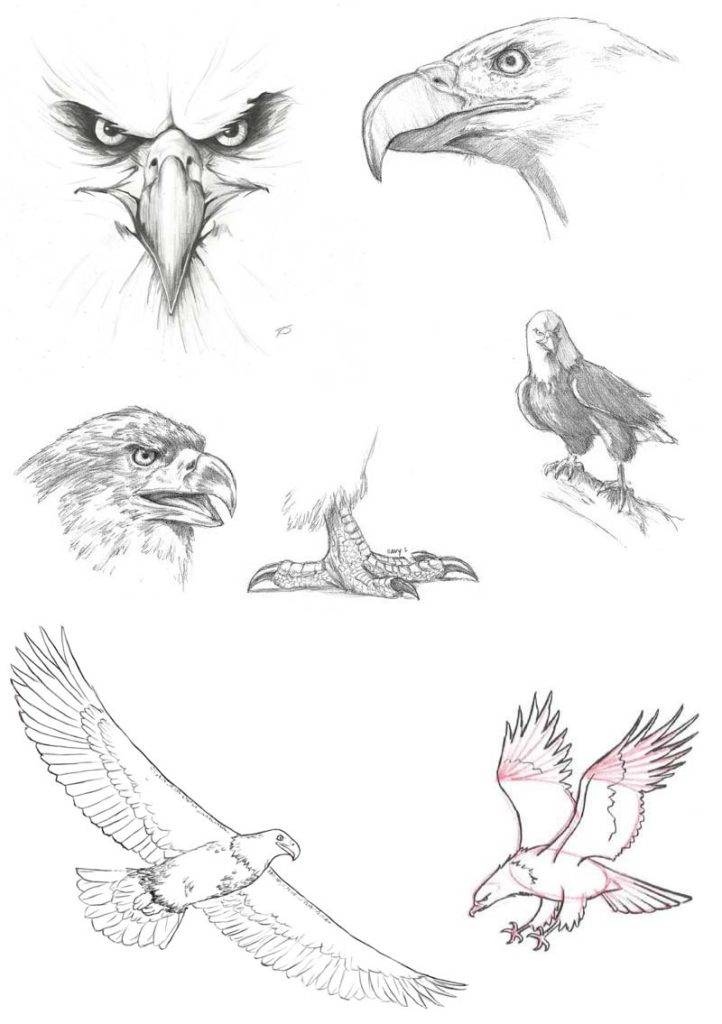 Как нарисовать голубя поэтапно легко и просто — карандашом
