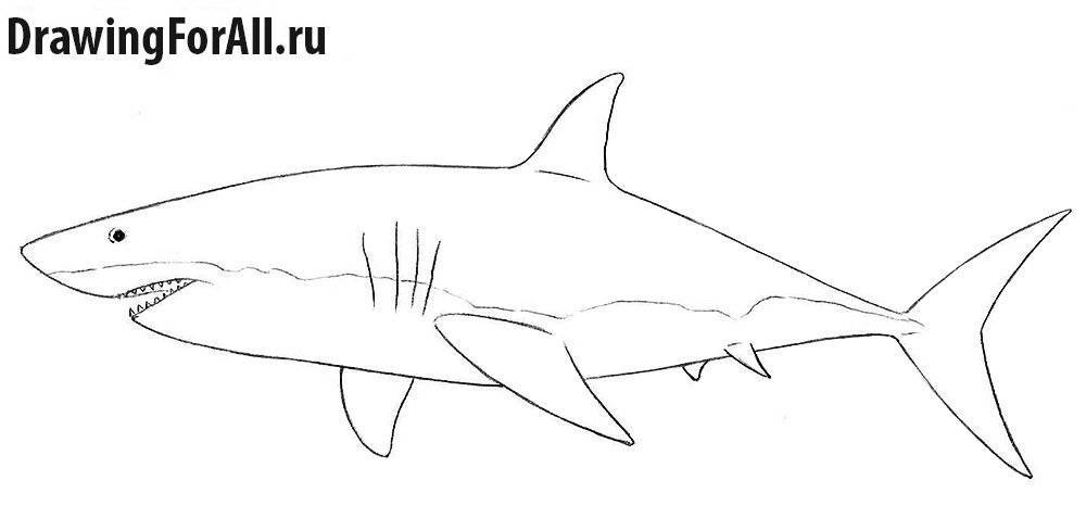 Как нарисовать акулу карандашом — 5 поэтапных мастер-класса с фото идеями и примерами
