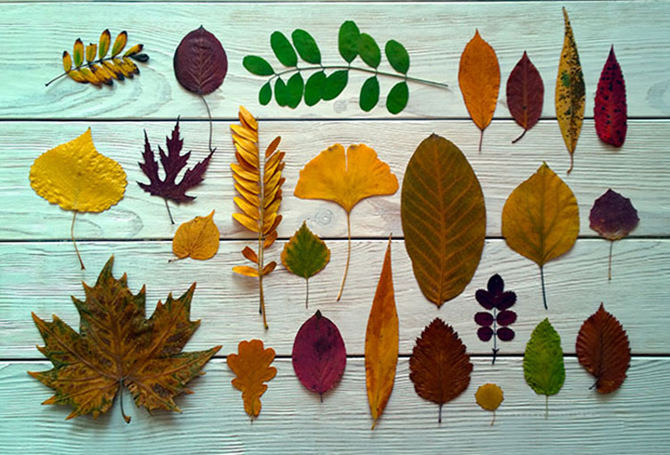 Поделки из листьев деревьев - быстро и красиво. идеи для детского сада и школы