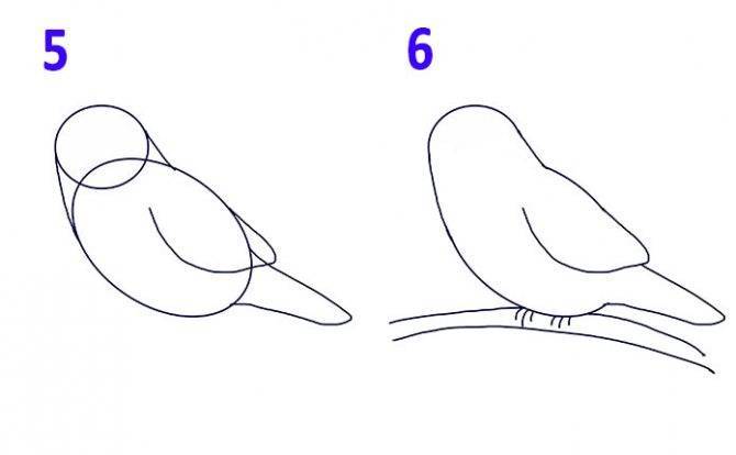 Как нарисовать голубя поэтапно легко и просто
