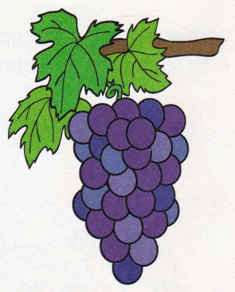 Как рисовать карандашом виноград: мастер-класс: как нарисовать виноград