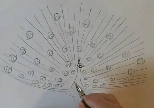 Как легко нарисовать павлина — пошаговая инструкция для начинающих