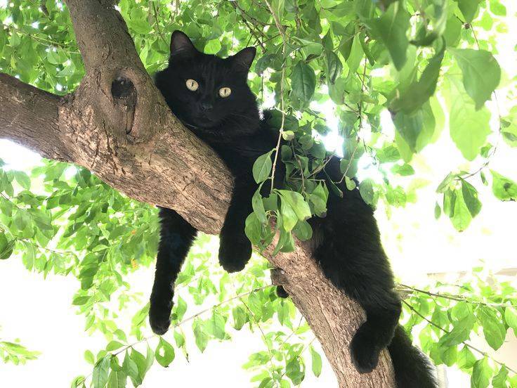 Как снять кота с дерева, какая служба поможет и сколько это стоит?