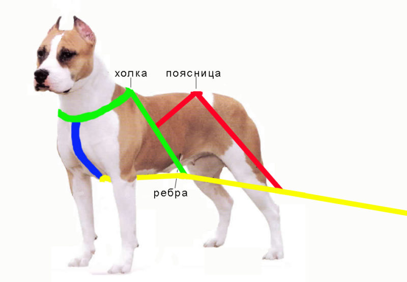 Схема шлейки для собак