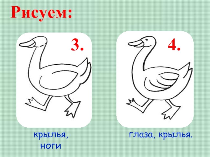 Как нарисовать гуся карандашом за 5 шагов ребенку: инструкция для начинающих, как рисовать и красиво раскрашивать гуся, 130 фото