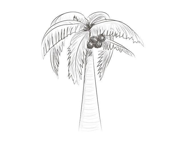 Как рисовать пальмы. как нарисовать пальму карандашом поэтапно