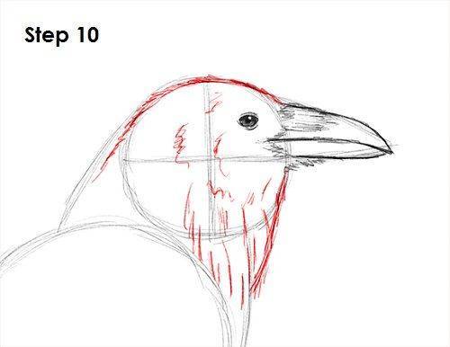 Как нарисовать попугая карандашом и красками (87 фото) – поэтапная инструкция для начинающих и детей