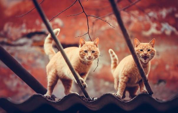 Схемы вышивки крестом коты: кошек скачать бесплатно, белый и чеширский котик, британец рыжий и черный влюбленный