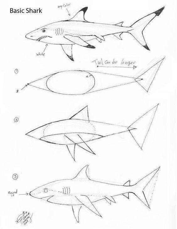 Как нарисовать акулу карандашом (59 фото) - поэтапные мастер-классы по рисованию акул