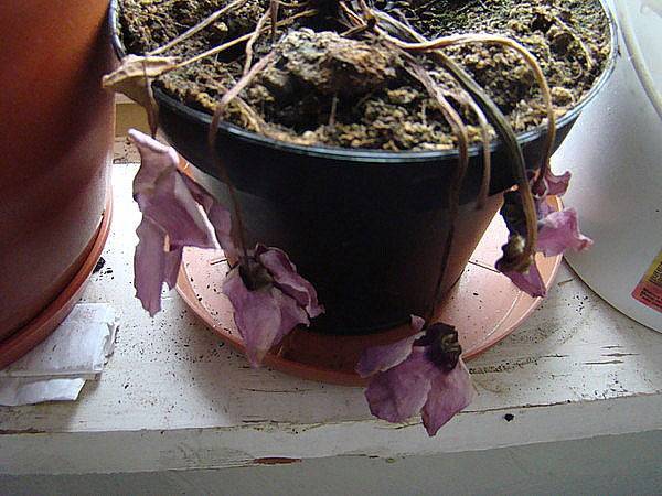 Реанимация азалии: как спасти цветок, если он сохнет, замерз, залит или болеет
