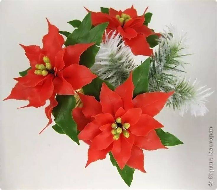 Уход в домашних условиях за цветком рождественская звезда (пуансеттия)