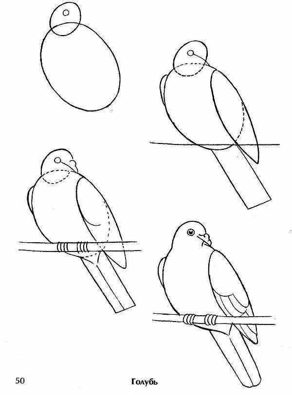 Как нарисовать павлина: пошагово учимся рисовать павлина с раскрытым хвостом, инструкция с описанием и картинками для детей