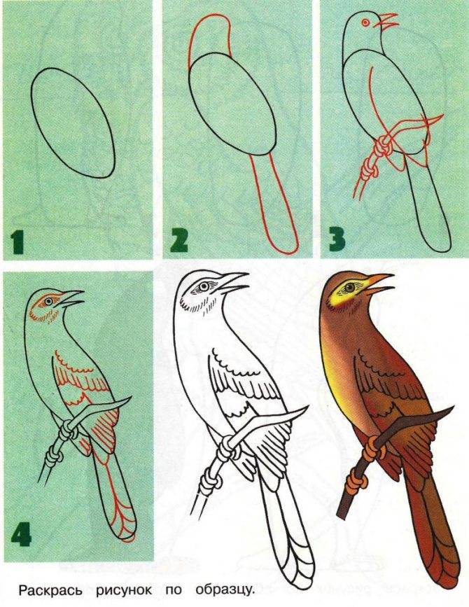 Как нарисовать птиц: легкое поэтапное рисование перьев карандашом для ребенка или начинающего и нарисованные шаблоны для этого