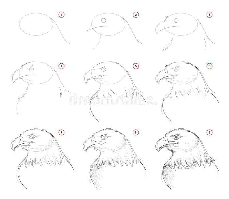 Как нарисовать орла: пошагово, легко и красиво. инструкция для начинающих рисования орла карандашом (115 картинок)
